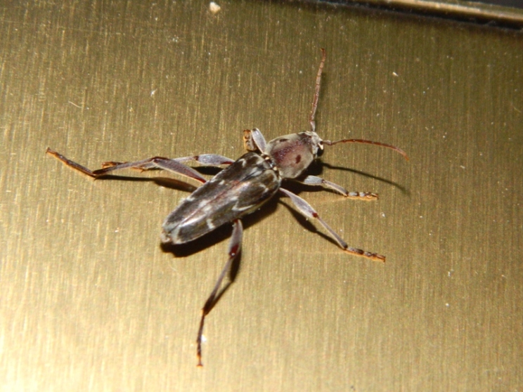 Xylotrechus stebbingi, Cerambycidae